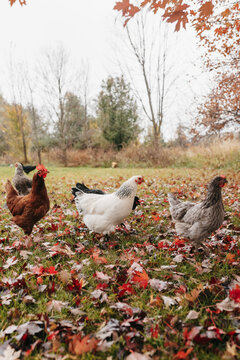 Chickens foraging in the fall leaves in October. 