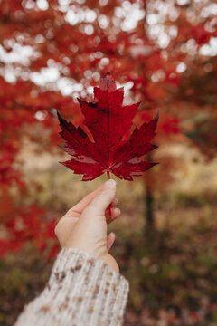 A woman holding a red maple leaf in the fall.