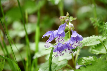 ラショウモンカズラ　Meehania urticifolia