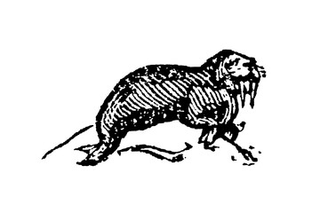 Walrus or "Morse", large marine mammal, showcasing its tusks, whiskers, and massive body, old vintage illustration, 1897. © Timofeeff