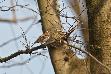 Olive-backed Pipit perched on a tree branch, looking around cautiously.