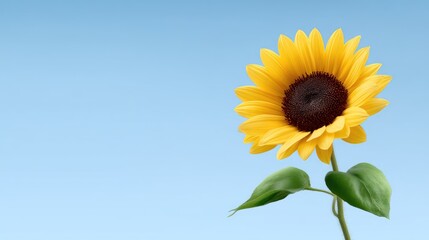 Obraz premium Bright and Cheerful Sunflower Blooming Against a Soft Blue Background, Capturing the Beauty of Nature's Colors and Floral Elegance in Springtime