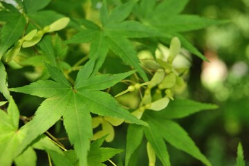 Fresh Summer Maple Leaves Detail