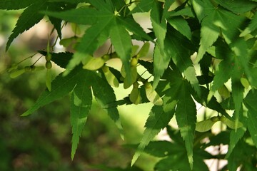 Obraz premium Fresh Summer Maple Leaves Detail