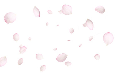 Sakura petals flying in air on white background. Spring blossom