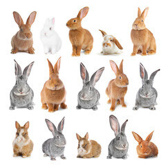 Fototapeta premium Cute fluffy rabbits isolated on white, collage