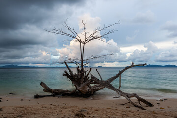 Koh Kradan beach, Thailand with a driftwood tree on sandy shore. Calm ocean waves in the background. Cloudy sky above tropical landscape.