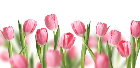 Pink tulips on white background. Many spring flowers