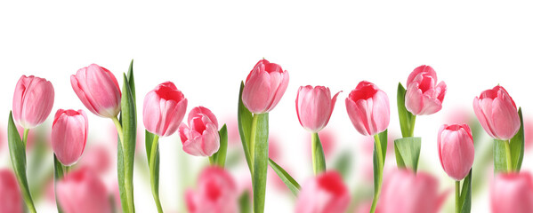 Obraz premium Pink tulips on white background. Many spring flowers