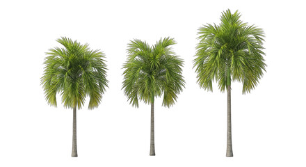 Three palm trees isolated on transparent background