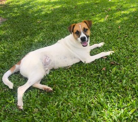 Happy mixed breed dog lying on green grass in sunny outdoor park