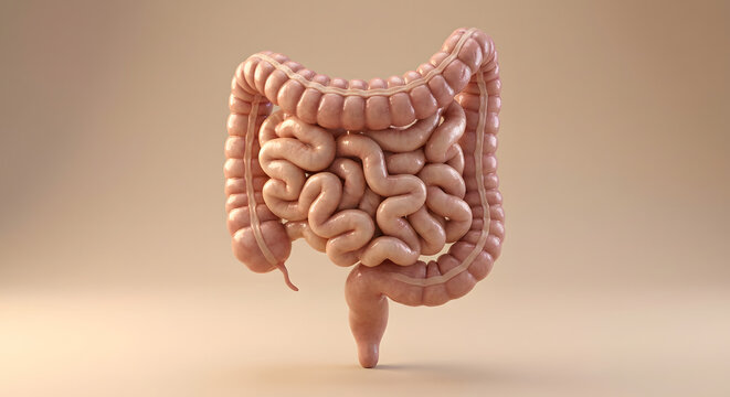Detailed 3D medical illustration of the human digestive system showing the small and large intestines with realistic anatomical texture and structure isolated on a neutral background