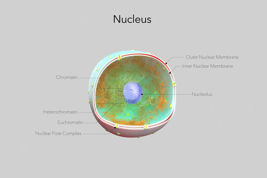 3D rendered labeled diagram of a eukaryotic cell nucleus with chromatin, heterochromatin, euchromatin, nucleolus, inner and outer nuclear membranes, and nuclear pore complexes. 