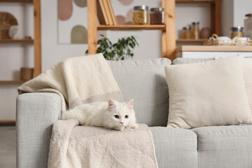 Cute white cat with plaid lying on grey sofa at home