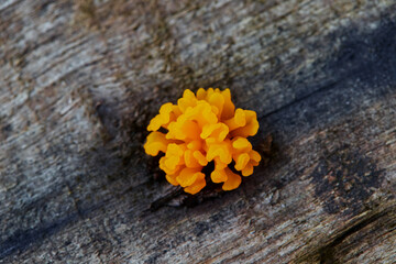 Vibrant orange coral fungus on weathered wood