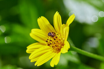 Bee collecting pollen from a yellow  flower