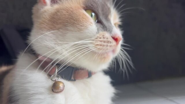 A beautiful female calico cat relaxing comfortably in a calm environment. With her distinctive tri-color fur pattern of orange, black, and white, she enjoys a peaceful moment of rest, showing a gentle