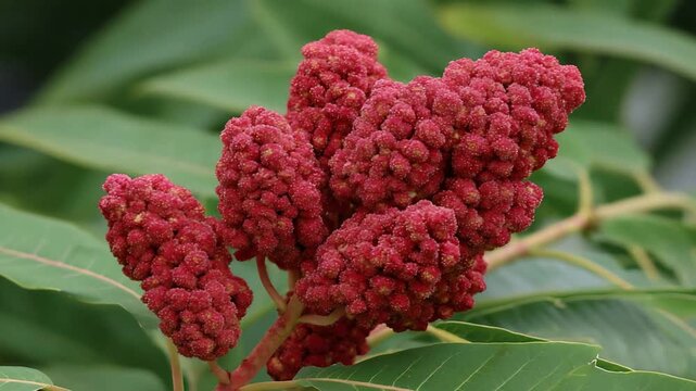 Vibrant red sumac flower clusters bloom beautifully in a lush natural garden environment.