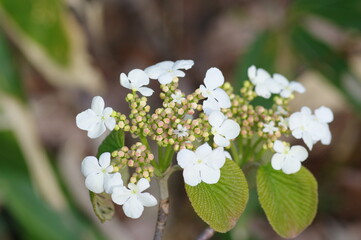オオカメノキ（ムシカリ）の花