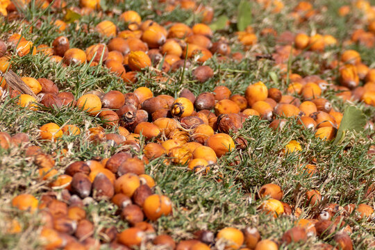 Coquitos anaranjados de Palmera