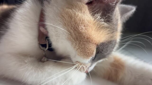 A beautiful female calico cat relaxing comfortably in a calm environment. With her distinctive tri-color fur pattern of orange, black, and white, she enjoys a peaceful moment of rest, showing a gentle