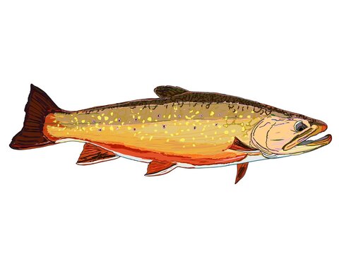 A colorful Brook Trout