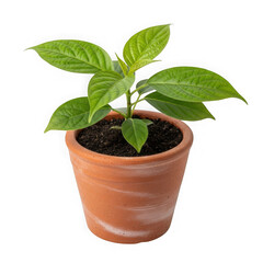 Small green plant growing in a terracotta pot on a black background transparent background