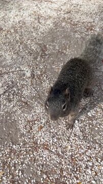 Friendly squirrel munching while strolling through a park