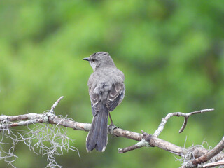 Northern mockingbird, perched on a branch, within Santee State Park, Orangeburg County, South Carolina. 