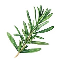 Fototapeta premium Rosemary leaf blossom conifer herbal.