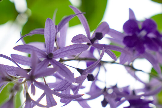 Sandpaper Vine Petrea Volubilis Purple Flowers