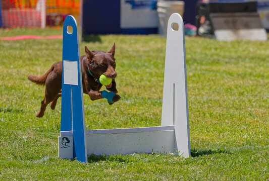 Kelpie playing flyball
