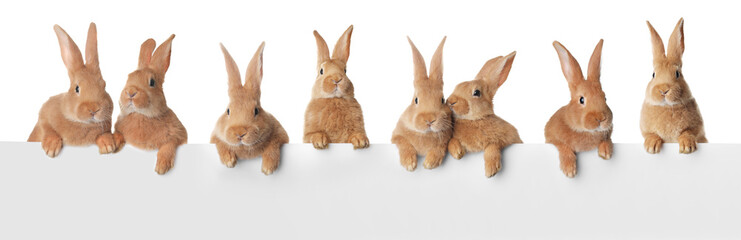 Obraz premium Brown rabbits peering out of banner on white background