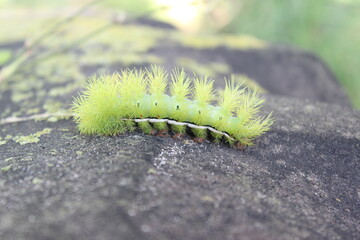 Bright green stinging caterpillar (Automeris coresus, Saturniidae) on rock, close-up. © SilviaCZaninovich