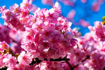四浦半島の河津桜