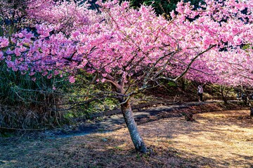 四浦半島の河津桜
