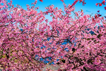 四浦半島の河津桜