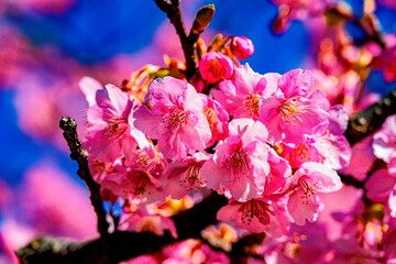 四浦半島の河津桜