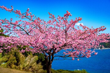 四浦半島の河津桜