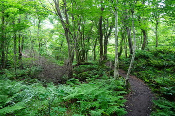 Obraz premium deep forest pathway through dense ferns