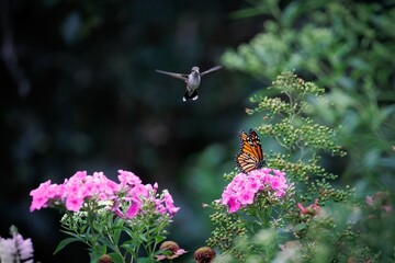 While a hummingbird is flying to a flower a butterfly lands on the flower, stopping the hummingbird in mid air. The scene is peaceful and serene © kathy