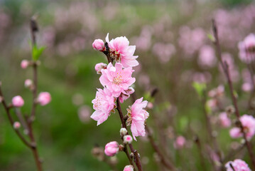 Obraz premium Peach flower on tree. Peach flower is symbol of Vietnamese Lunar New Year - Tet holidays in north of Vietnam.