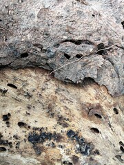Fototapeta premium texture of fallen tree pieces