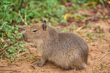 Fototapeta premium South American wildlife: Capybara cub, hydrochoerus hydrochaeris, in El Palmar National Park, Entre Rios, Argentina, its natural environment.