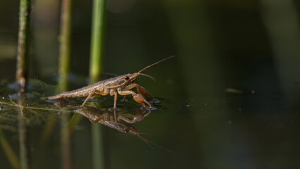 Water Scorpion Insect on Surface Macro