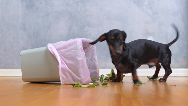 dachshund dog runs up to trash can with a pink bag, climbs into it, eats something there, looks out and looks with a mischievous look, a dirty scene demonstrating the curiosity and mischief of a pet.