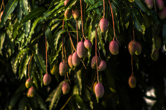 Close-up of ripe Tommy Atkins mangoes hanging from a lush green mango tree branch under the sun in Brazil