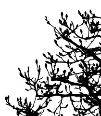 春を待つモクレンの蕾シルエット、モノトーンの背景素材