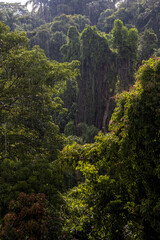 Heavy rain pours down on a lush tropical rainforest. Sunlight filters through the dense, green canopy, illuminating the sheets of falling water in this vibrant, atmospheric nature scene.