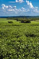 Soybean field stretches across the Brazilian countryside under a partly cloudy sky. Captures the scale of the agricultural industry, representing food production, commodities, and economic growth.